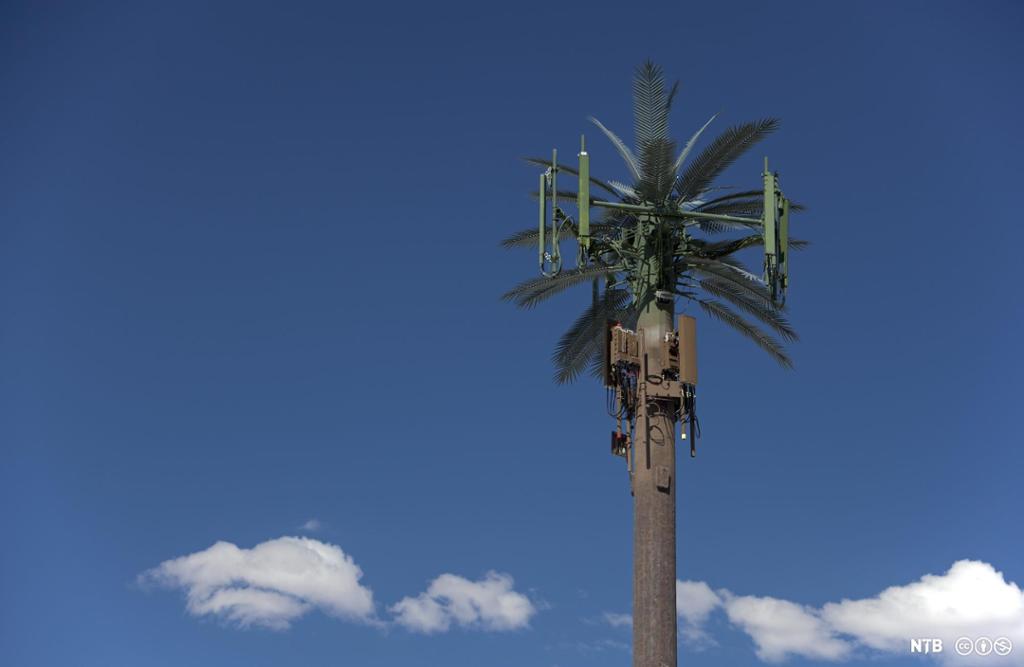Mobilsender som ser ut som en palme med brun stolpe som stamme og grønne blader i toppen. Det elektroniske utstyret er også malt brunt eller grønt. Foto.
