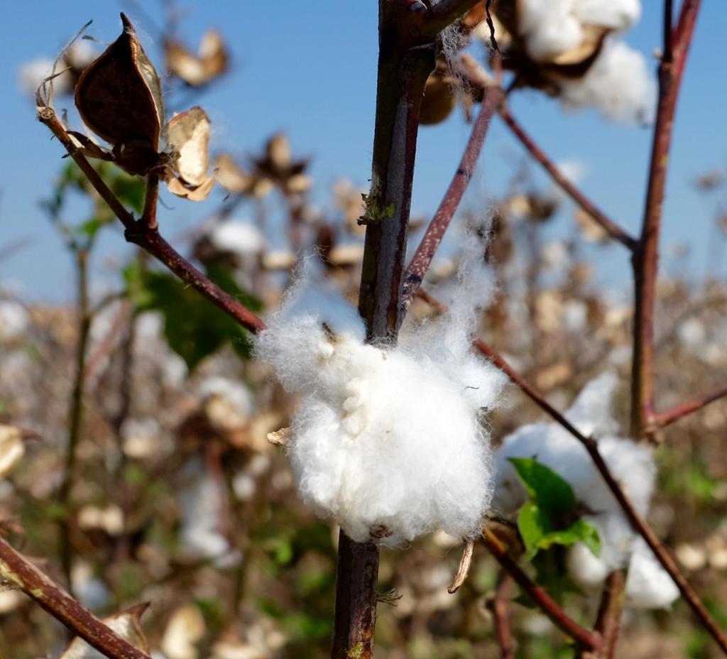Cotton plant 