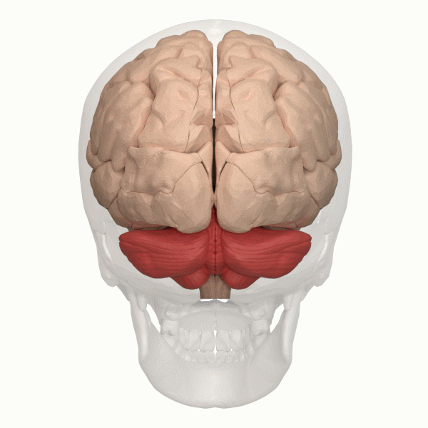 Animasjon som viser roterande hjerne med markert veslehjerne nedst bak i hjerneskallen