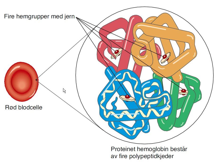Hemoglobinmolekyl. Illustrasjon. 