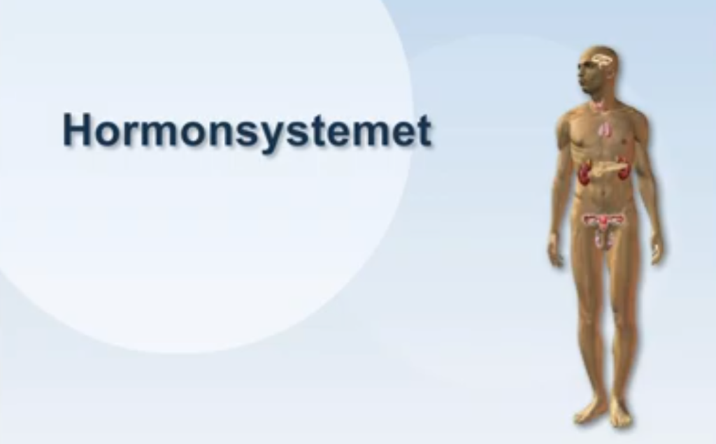 Skjermdump fra e-forelesning om hormonsystemet hos mennesket. Foto.