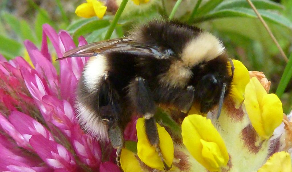 Humle på blomst. Foto.