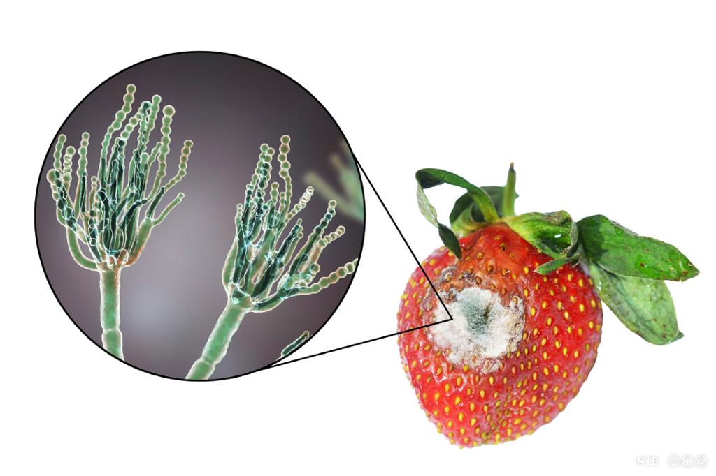 Et jordbær med muggsopp, og et utsnitt som zoomer inn på den mikroskopiske soppen Penicillium. Illustrasjonsfoto. 