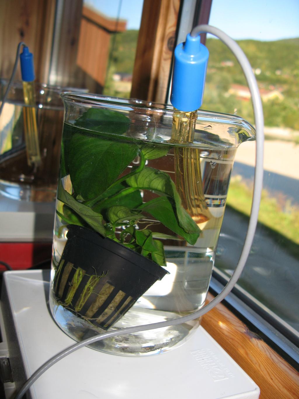 Sensor i eit glas med plante i vatn. Foto.