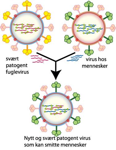 Figur som viser hvordan virus kombineres. Illustrasjon.