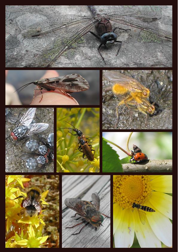 Mange insekter i fotomontasje.