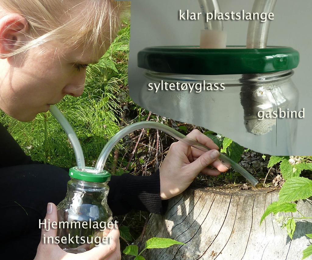 Hjemmelaget insektsuger.