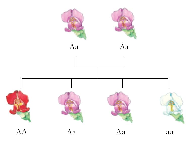 Krysningsskjema, heterozygoter. Illustrasjon.