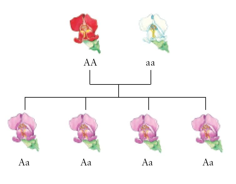 Krysningsskjema blomster. Illustrasjon.