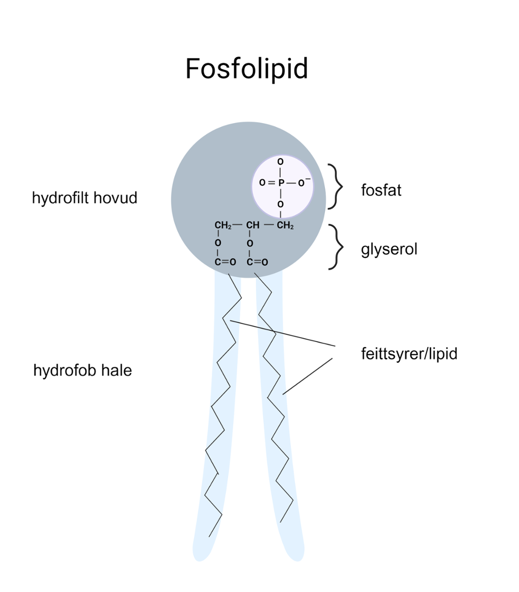 Oppbygging av fosfolipid der fosfat og glyserol utgjer eit hovud, mens to lange feittsyrekjeder festa til hovudet minner om to halar. Illustrasjon.