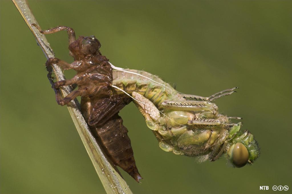 En larve klamrer seg til et strå, og et voksent individ kryper ut av sin gamle ham. Foto.