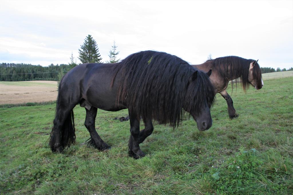 To hester som går på ei grønn eng. Foto.
