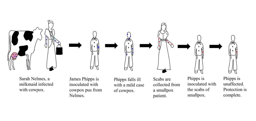Drawing:  This drawing illustrates the experiment to inoculate a man called James Phipps. We see a line of figures with arrows between them. It starts with a cow and a woman, Sarah Nelmes who had cowpox, this illness is transferred to Phipps, after he has had cowpox he is exposed to smallpox. He does not become ill. 