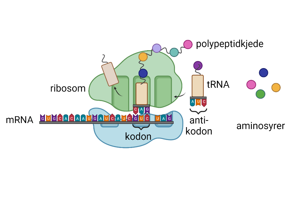 Ribosom leser av mRNA og setter sammen aminosyrer til et polypeptid. Illustrasjon.