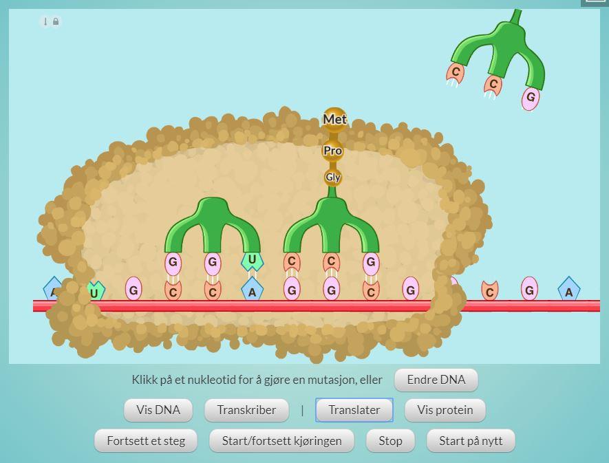 Ribosomet glir langs mRNA og aminosyrer kobles sammen. Illustrasjon.