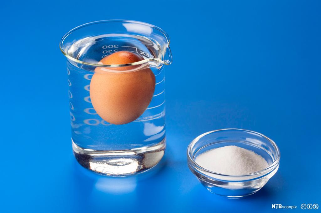 Egg flyter i begerglass med saltvann. Foto