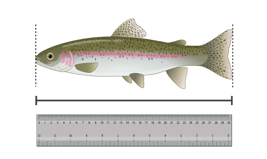 Lengda på ein laksefisk blir målt med linjal. Illustrasjon.