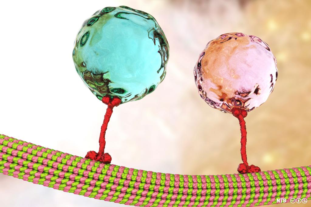 To armliknende strukturer bærer hver sin ball over et stort tau. Illustrasjon av intracellulær transport i cellen. Illustrasjon.
