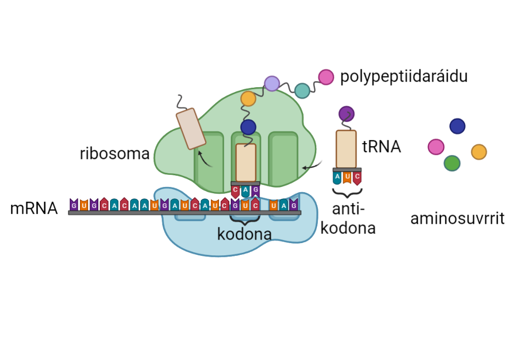 Šaddi polypeptiidaráidu:  tRNA rievttes antikodoniin laktása kodonii mRNA:s. Ollisteaddji básat čatnasit oktii (A-U, C-G). Illustrašuvdna. 