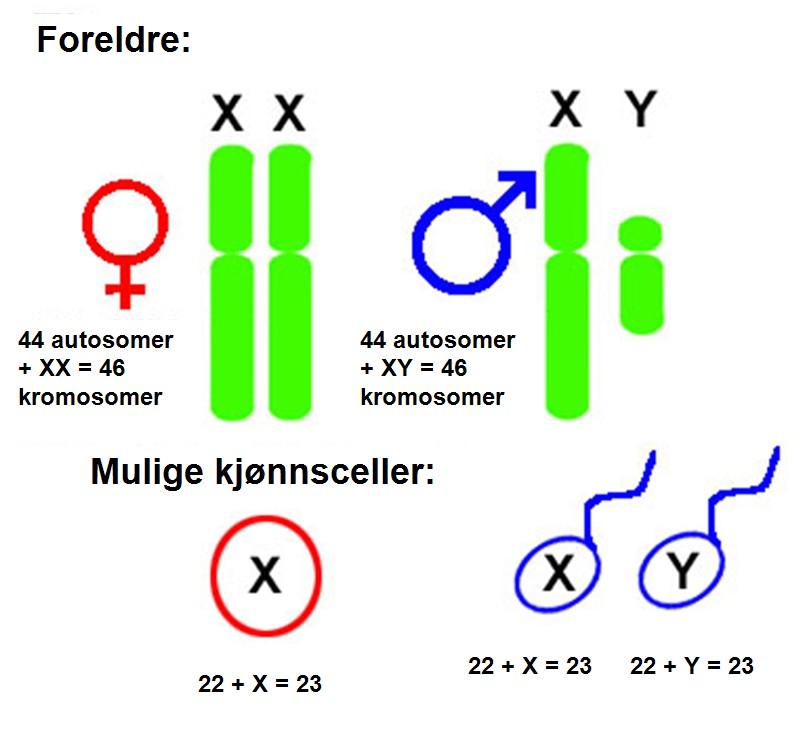 Mulige kjønnsceller. Illustrasjon.