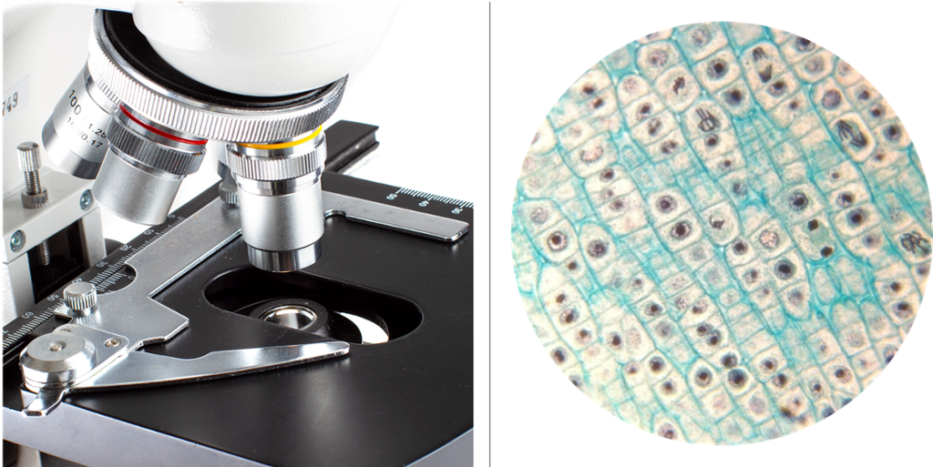 Bildekollasj som viser et mikroskop og et mikroskopbilde av en celle fra mose. Foto.