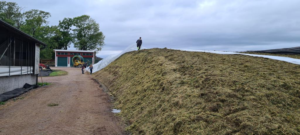 En stor haug med silofôr som ligger på bakken. Flere personer jobber med å legge plast over den. Foto.