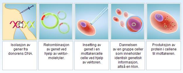 Kloning av DNA. Illustrasjon.