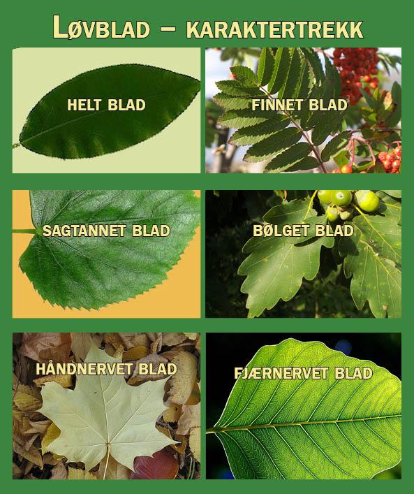 Bilder av ulike bladformer
