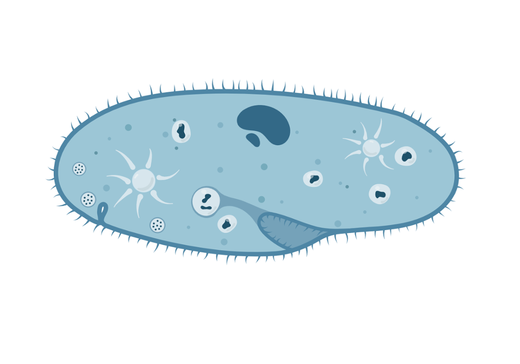 Encellet organisme med oval form. Mange, korte hår på overflaten. Ulike strukturer inni. Illustrasjon.