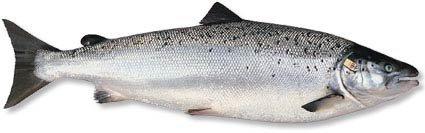 Fisken laks. Foto.