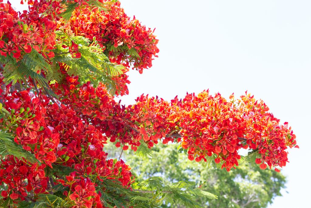 Picture showing the red flowers of the Flame Tree. 