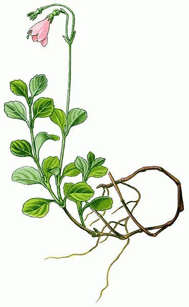 Bilde av planten Linnaea borealis