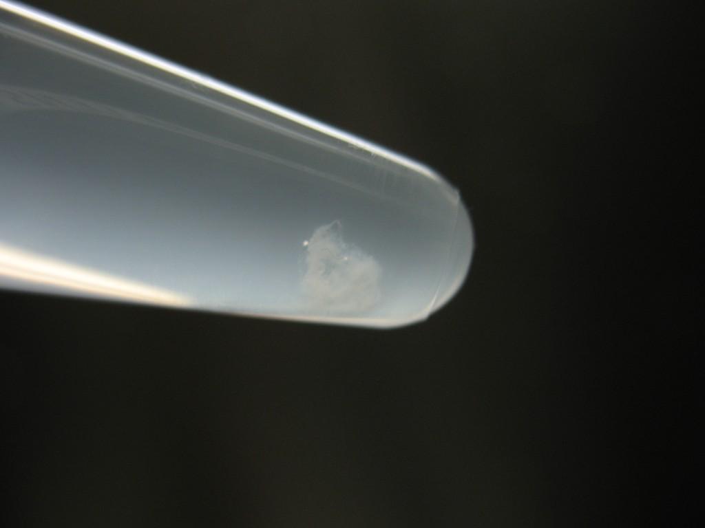 Nærbilde av reagensrør med synlig kveil av hvit tråd. Foto.