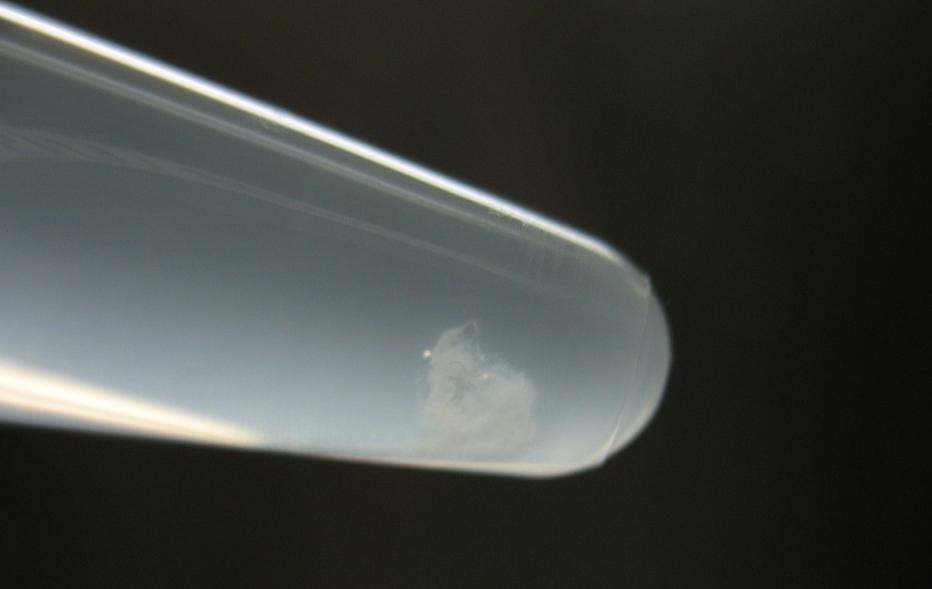 Nærbilde av reagensrør med synlig kveil av hvit tråd. Foto.