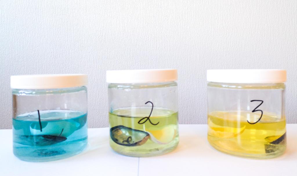 Tre nummererte glas med farga væsker, skjel og eggeskal. Foto.