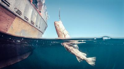 Skrei på vei opp av vannet. Fisket med sluk fra fiskebåt. Foto.