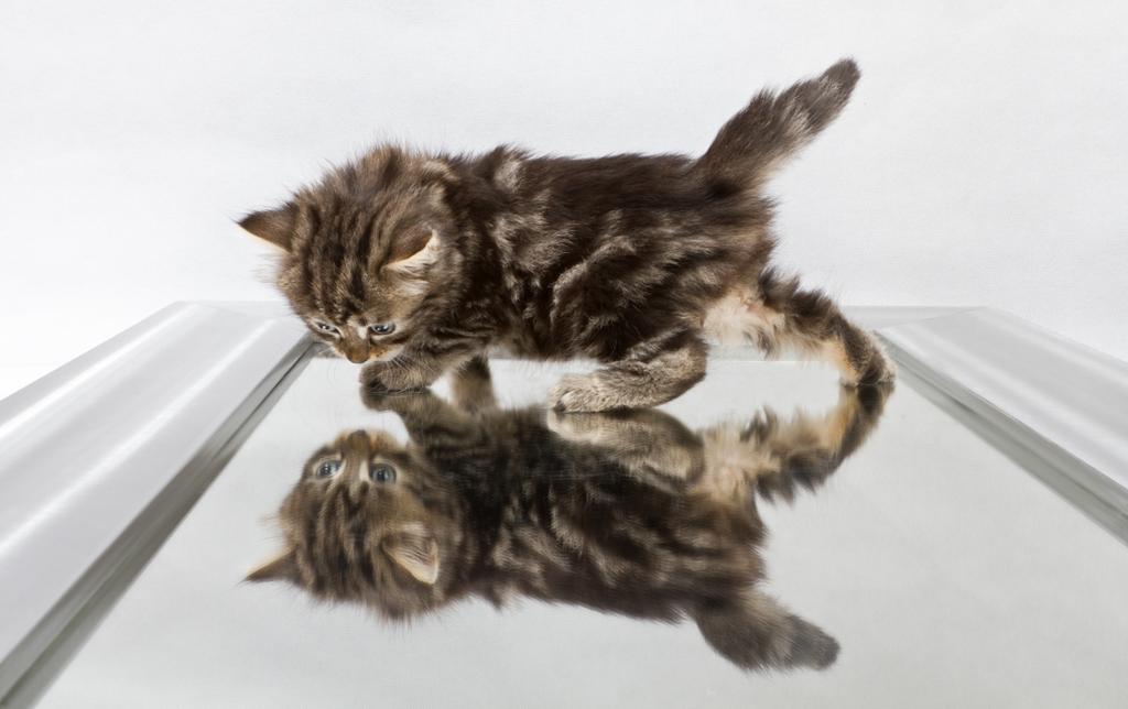 Kitten walking on a mirror looking at its reflection