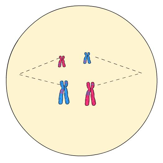 Meiose. Illustrasjon.