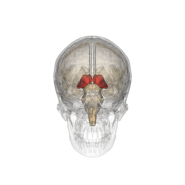Animasjon som viser roterende hodeskalle med thalamus markert i sentrum