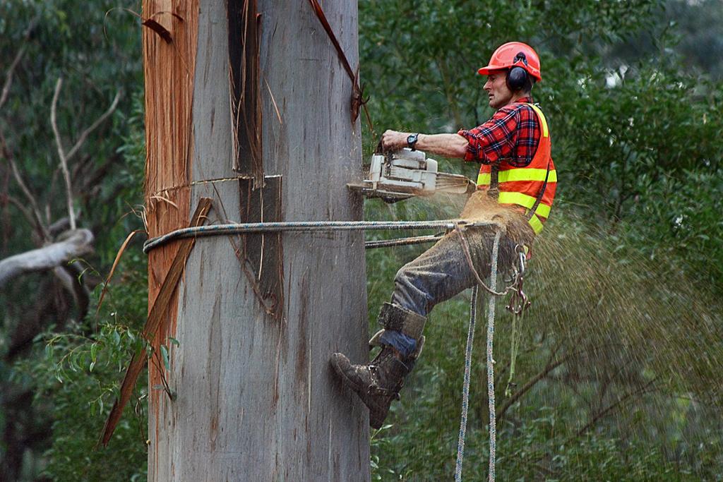 An arborist using a chainsaw to cut a eucalyptus tree in a public park. Photo.