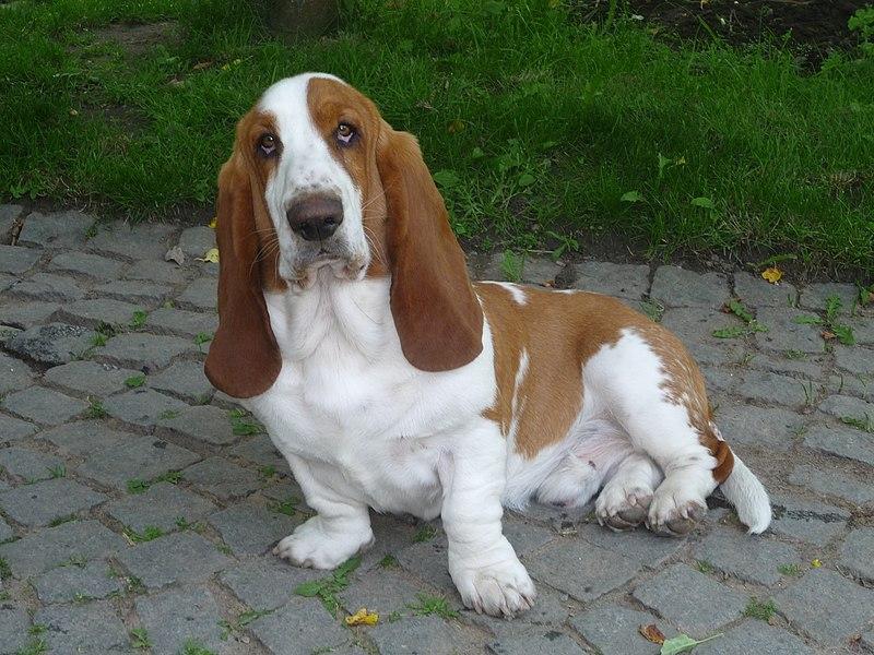 Ein hund med kvit og brun pels, store hengande øyre og korte bein. Foto.