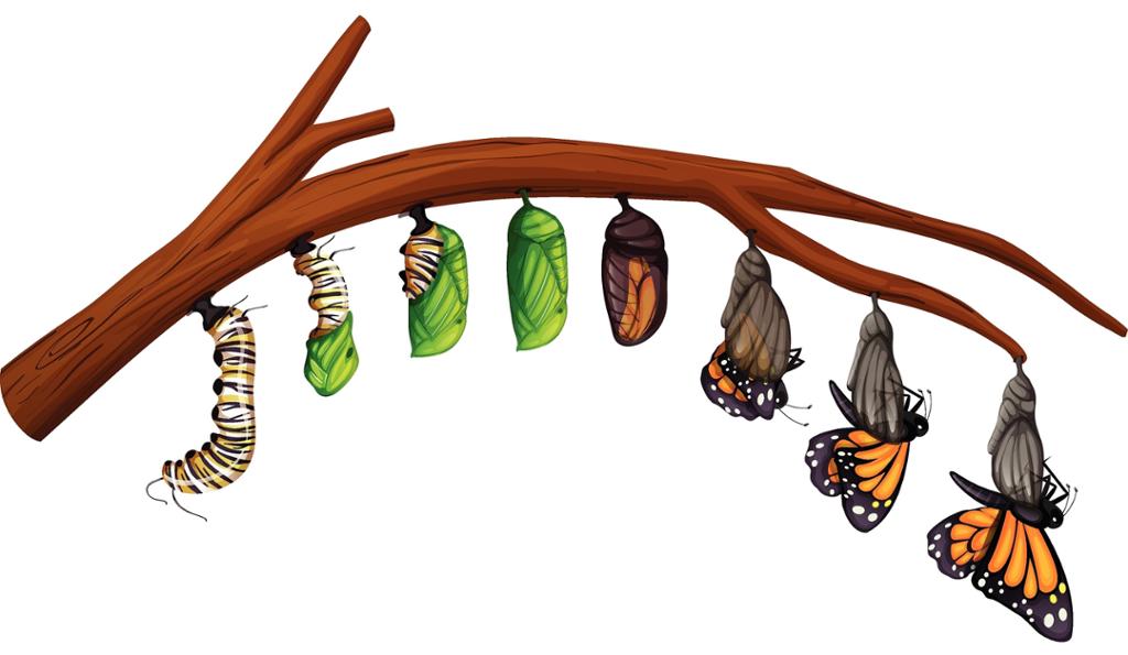 Ei grein der flere stadier av sommerfuglens livssyklus er illustrert. Illustrasjon.