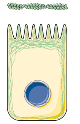 To tråder snurret rundt hverandre i en spiral. En epitelcelle som viser at aktinfilamentene ligger langs kanten i cella. 