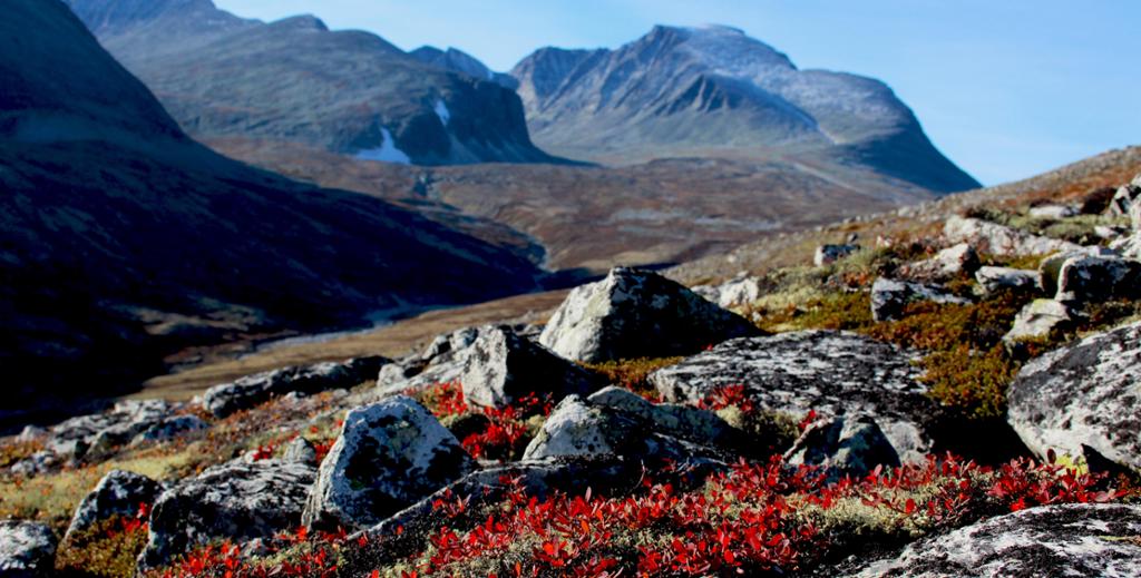 Rød lyng i fjellandskap. Foto.