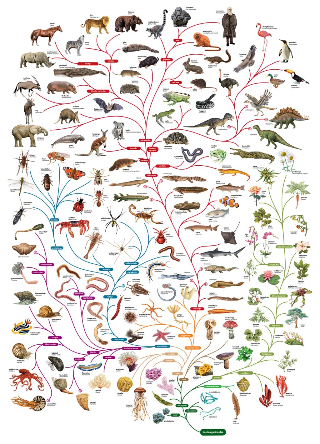 En stor forgreinet trestruktur med et mangfold av arter som viser hvordan artene har utviklet seg fra et felles opphav. Illustrasjon.