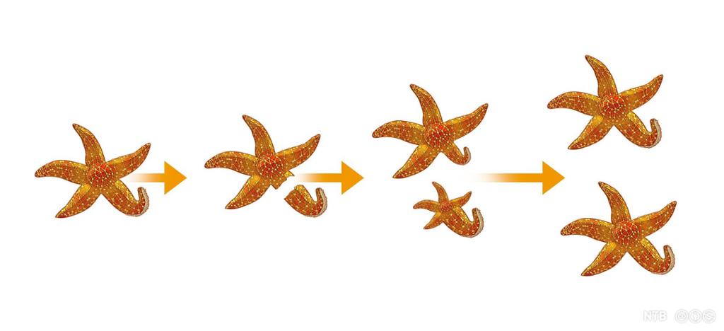 Illustrasjon som viser at en sjøstjerne mister den ene armen, og at denne så vokser opp og blir til en ny sjøstjerne. På den opprinnelige sjøstjernen vokser det ut en ny arm på samme sted som der armen var festet i utgangspunktet.