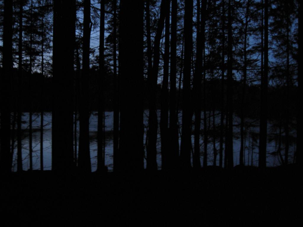 Mørk skog