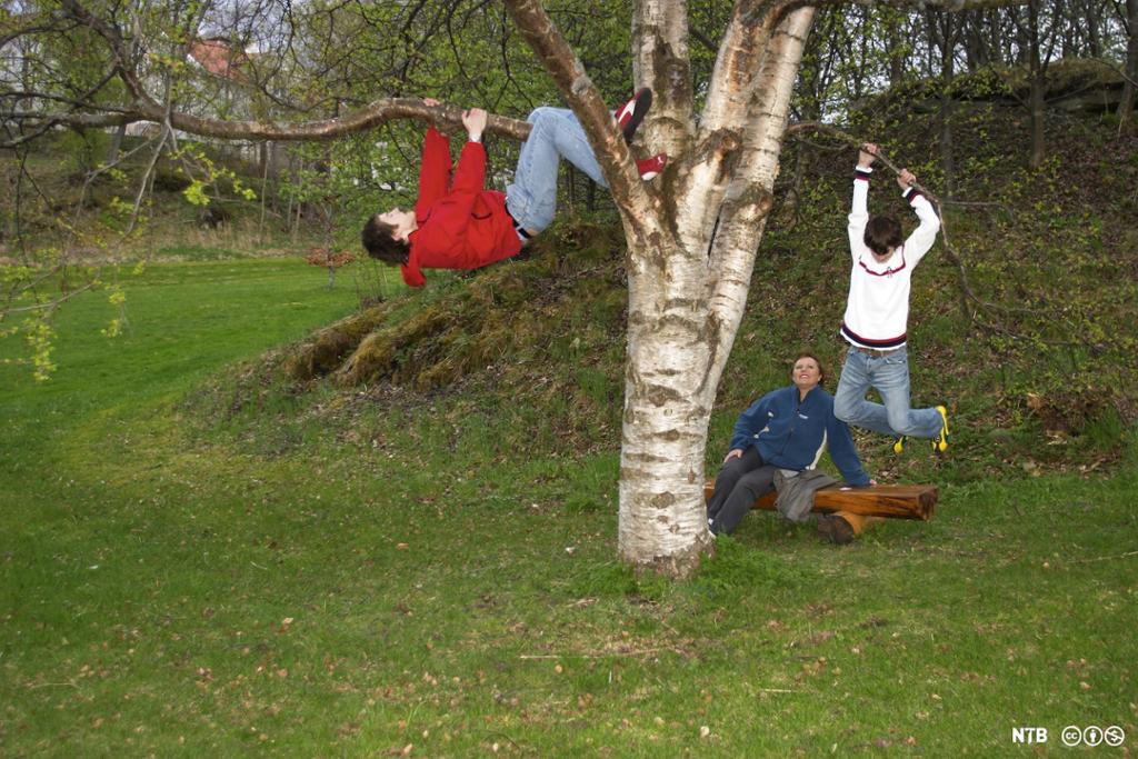 To ungdommer klatrer i et tre mens en voksen sitter på en benk og ser på. Foto.