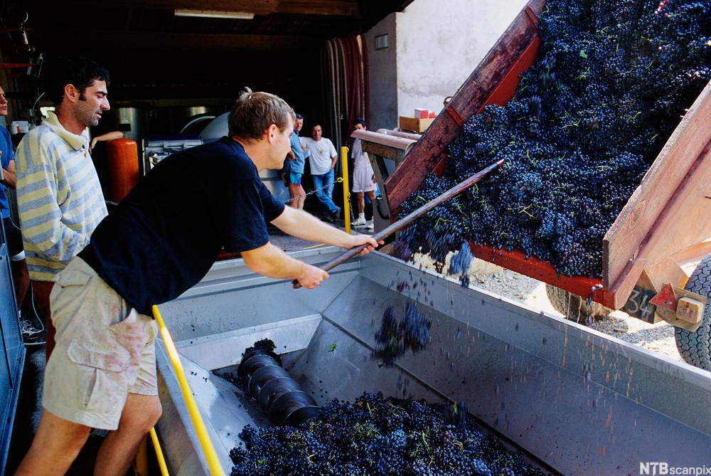 Eit lasteplan med druer blir tømt i ei maskin for å fjerne stilken. Foto.