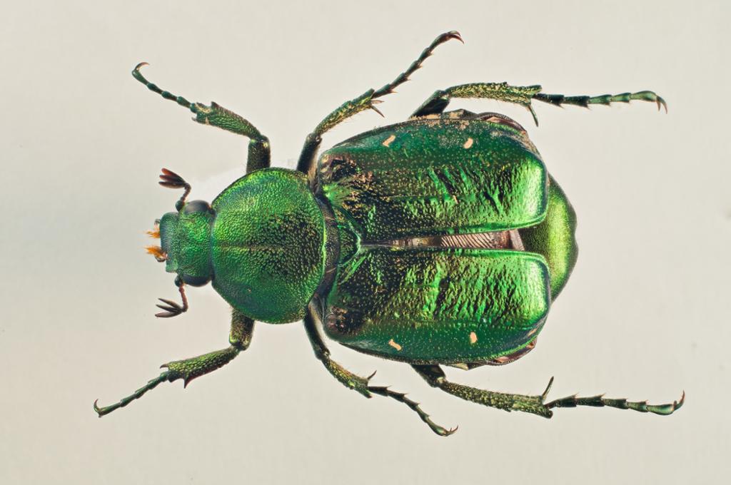 Glinsande, grønt insekt med vifteforma antenner og bein med klør. Foto.